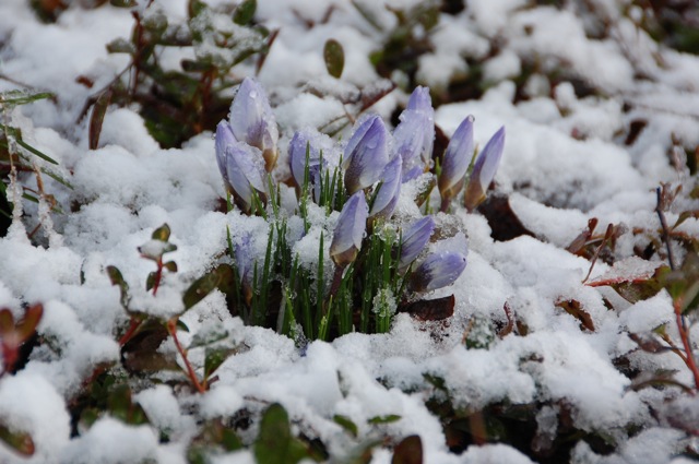 Cold Crocuses