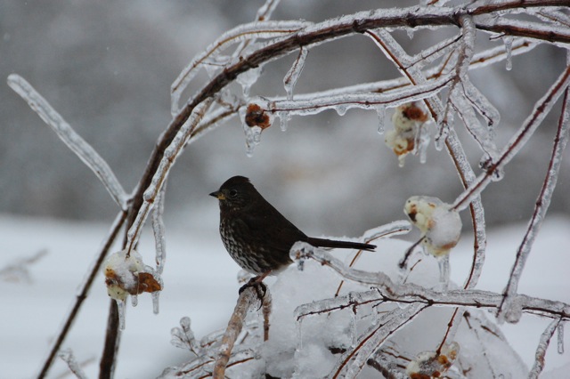 Fox Sparrow